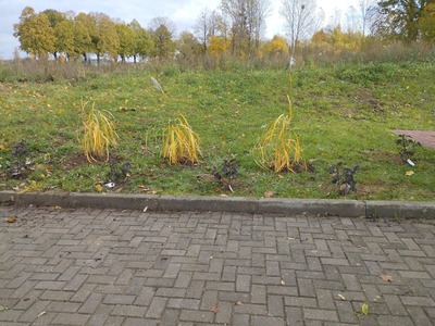 Rośliny