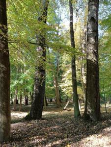 Park jesienią