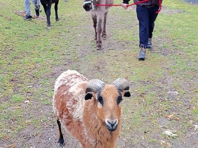 Osiołki wchodzą pierwszy raz do stajni.