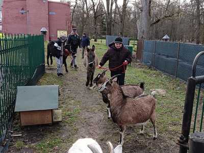 Osiołki wchodzą pierwszy raz do stajni.