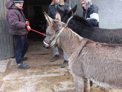 Osiołki wchodzą pierwszy raz do stajni.