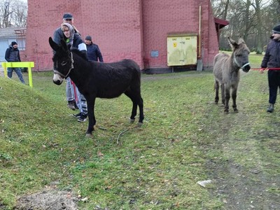 Osiołki wchodzą pierwszy raz do stajni.