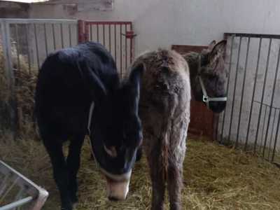 Osiołki w swoim boksie