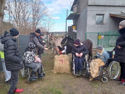 Urodziny osiołków