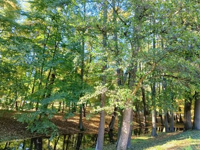 Park w DPS jesienią