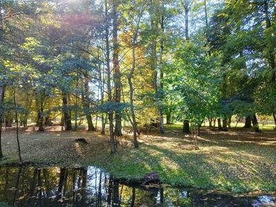 Widok strumienia w parku DPS