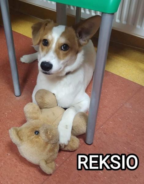 Na zdjęciu piesek mieszkańców DPS w Surhowie - Reksio