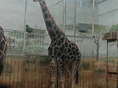 ZOO 2