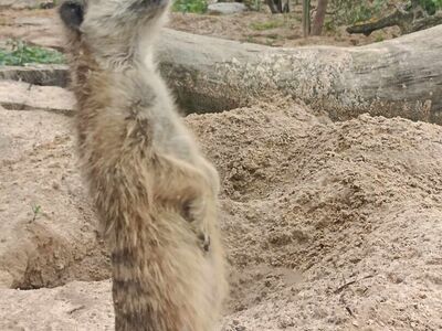 ZOO 5
