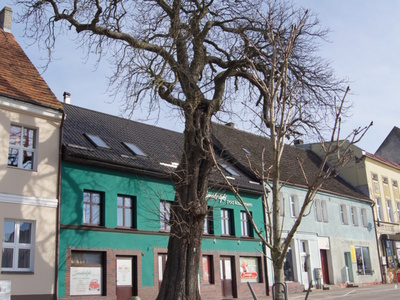Fot. 12. Dwa pokolenia kasztanowców w jednym kadrze (fot. Emil Piłaszewicz). 