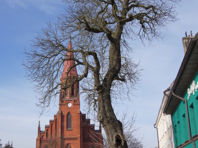 Fot. 11. Widok sylwetki drzewa, które przez lata dostosowało budowę pnia i korony do fasady sąsiedniego budynku (fot. Emil Piłaszewicz).
