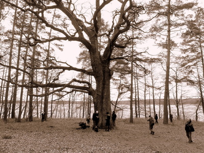 Binduga Miodowa - dąb i Jezioro Łańskie	Autor zdjęcia: Wojciech Kujawski