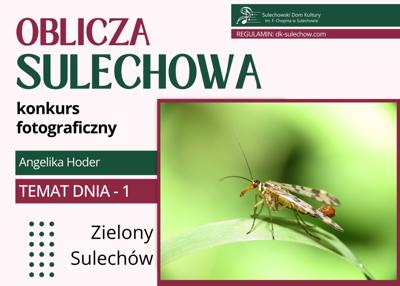 temat 1 - zielony Sulechów - fot. Angelika Hoder