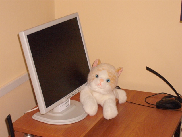 kot Maurycy przy monitorze