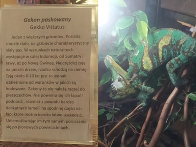 Lekcja biologii 