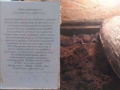 Lekcja biologii 