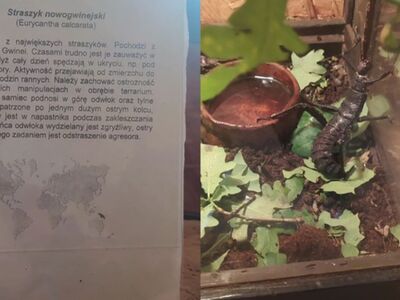 Lekcja biologii 
