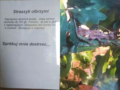 Lekcja biologii 
