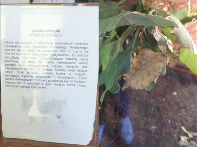 Lekcja biologii 