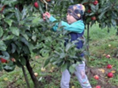 Dzieci podczas zrywania i degustowania jabłek w sadzie.