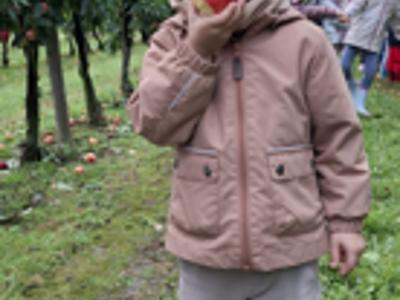 Dzieci podczas zrywania i degustowania jabłek w sadzie.