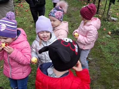 Dzieci podczas zrywania i degustowania jabłek w sadzie.