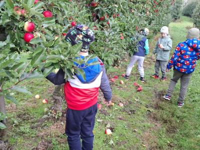Dzieci podczas zrywania i degustowania jabłek w sadzie.