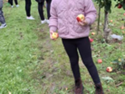 Dzieci podczas zrywania i degustowania jabłek w sadzie.