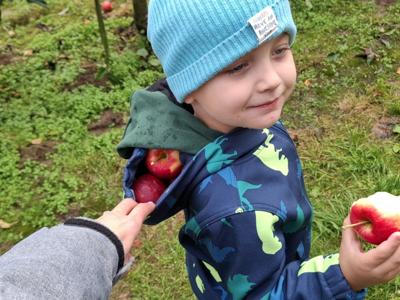 Dzieci podczas zrywania i degustowania jabłek w sadzie.