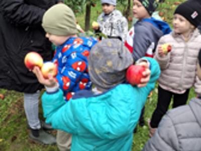 Dzieci podczas zrywania i degustowania jabłek w sadzie.