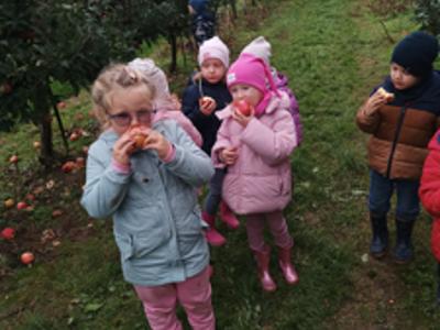 Dzieci podczas zrywania i degustowania jabłek w sadzie.