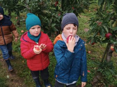 Dzieci podczas zrywania i degustowania jabłek w sadzie.