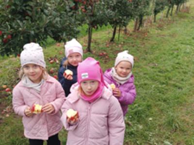 Dzieci podczas zrywania i degustowania jabłek w sadzie.