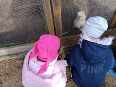 Przedszkolaki podczas oglądania kur.