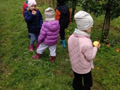 Dzieci podczas zrywania i degustowania jabłek w sadzie.