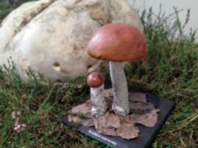 Model koźlarza czerwonego.