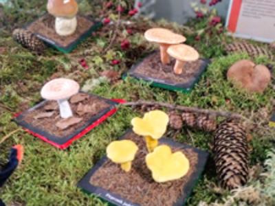 Model pieprznika jadalnego na tle innych eksponatów.