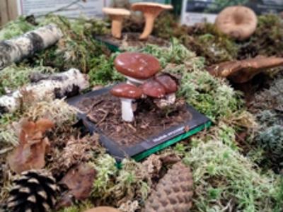 Model maślaka zwyczajnego.