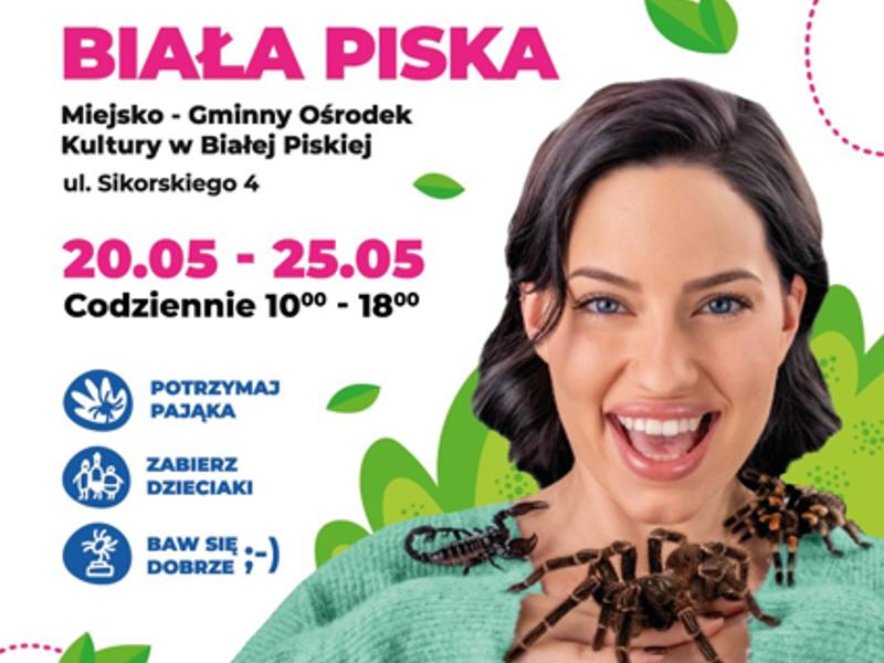 Zapraszamy na wystawę pająków