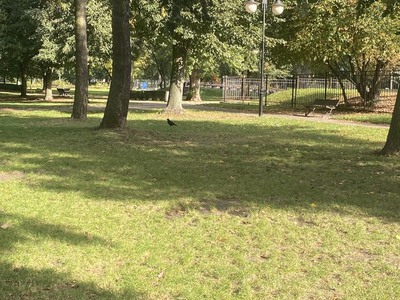 Park Miejski2