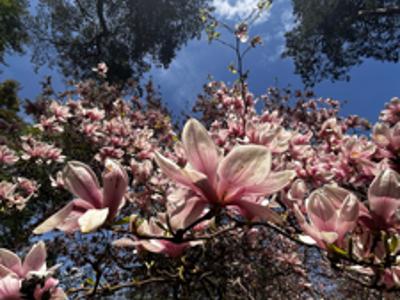Magnolie 