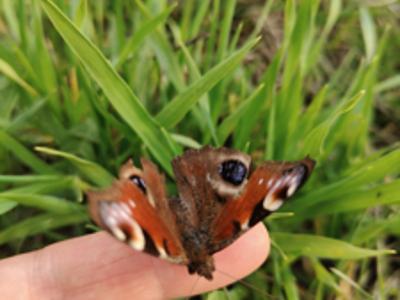 Motyl który usiadł na palcu