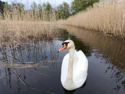 Łabędź który płynie na wodzie