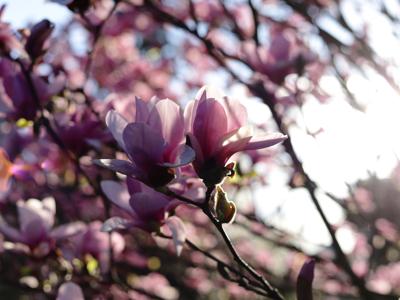 Magnolia 