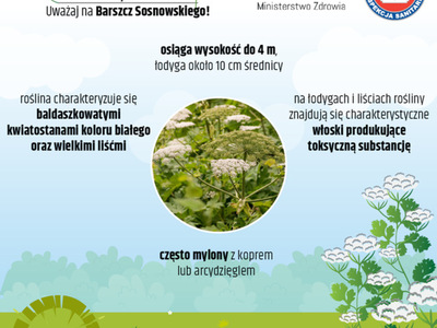 Uwaga na Barszcz Sosnowskiego! - zdjęcie 2