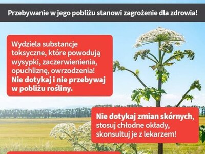 Uwaga na Barszcz Sosnowskiego! - zdjęcie 3