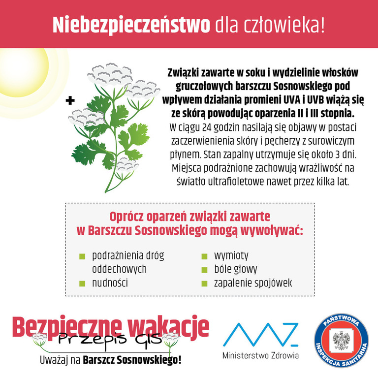 Uwaga na Barszcz Sosnowskiego! - zdjęcie 1