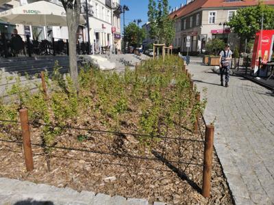 Rynek