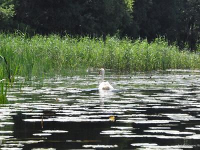 Relacja z pierwszego spływu kajakowego Łyną realizowanego w ramach RekreAKCJI/ 20.07.2025