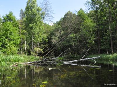 Relacja z pierwszego spływu kajakowego Łyną realizowanego w ramach RekreAKCJI/ 20.07.2025